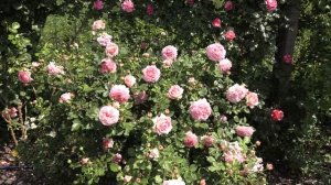 цветение плетистых роз 2020, питомник роз полны козловой rozarium.biz, flowering of climbing roses