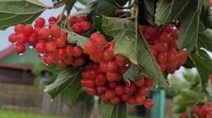 Ольга Захарова,,Куст калины,