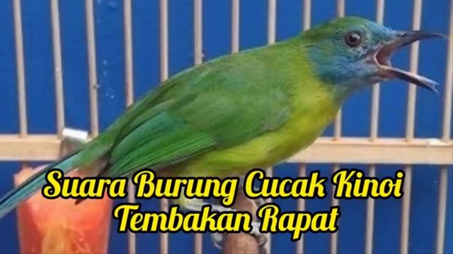 Suara Burung Kinoy Gacor Suara Jernih | Cocok Untuk Masteran