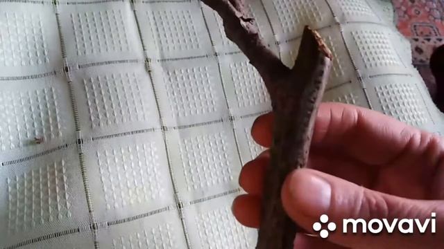 Почему нет урожая смородины? Проверьте свои кусты! смотреть онлайн