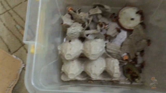 NEW РАСПАКОВКА▶️ТУРКМЕНСКИЙ ТАРАКАН(в конце бонус)