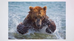 Мероприятие «Мы с книгой открываем мир природы», посвященное Всемирному дню дикой природы.