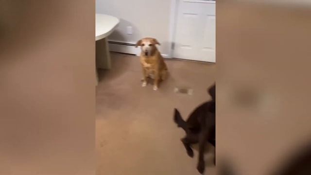 Веселые животные ? Коты и собаки - Суперлобстер, хаски и мопс ? смотреть онлайн