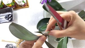 КАК ОТДЕЛИТЬ ДЕТКУ НА ЦВЕТОНОСЕ | Орхидея фаленопсис