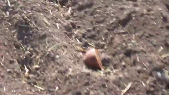 посадка картошки 1часть смотреть онлайн