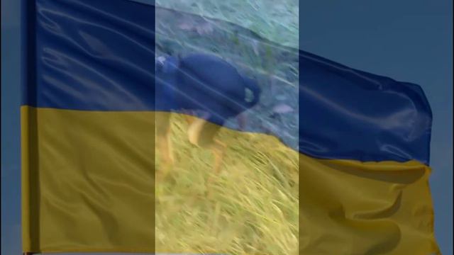собака срёт под гимн украины смотреть онлайн