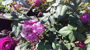 Чайно-гибридная роза Иоганн Вольфганг фон Гёте обзор сорта!!!???