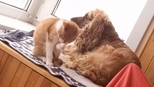 Спаниель Сёма: Смогут ли собака и кот жить вместе. КАК ПОДРУЖИТЬ КОТА И СОБАКУ смотреть онлайн