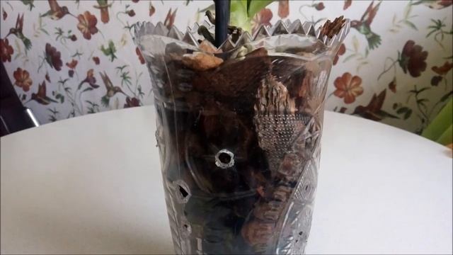 Чернота около шеи орхидеи)))Как продлить цветение орхидей))) смотреть онлайн