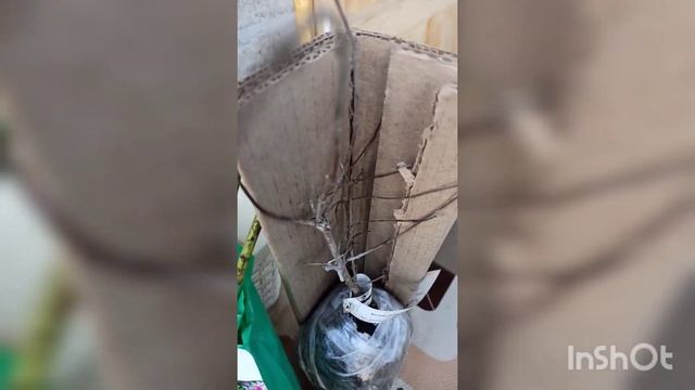 Посылка с растениями от сады-эдема весна 2022 смотреть онлайн