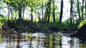 Народные приметы про мошек в доме.