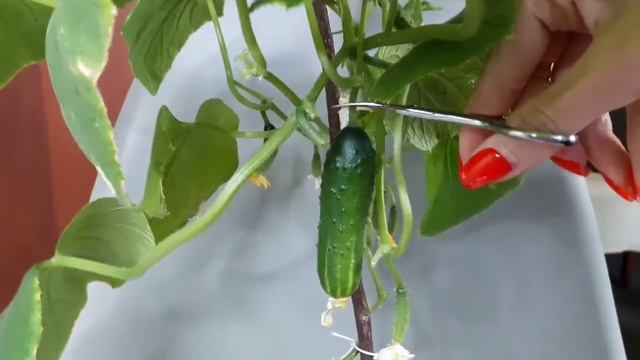 Огурцы на подоконнике собираю урожай/ my city garden смотреть онлайн