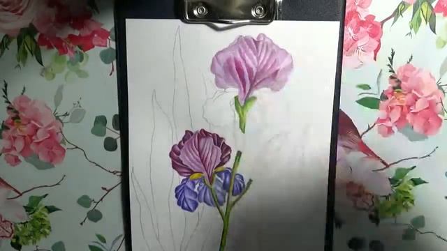 6. РИСУЮ ИРИС. НЕДЕЛЯ РИСОВАНИЯ. Мифы и легенды о ирисе смотреть онлайн