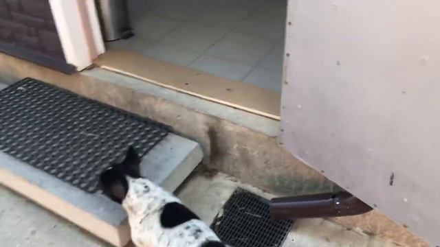 Сорока и Французские бульдоги смотреть онлайн