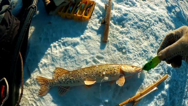 Дикие щуки Амура. Зимняя рыбалка 2021 смотреть онлайн