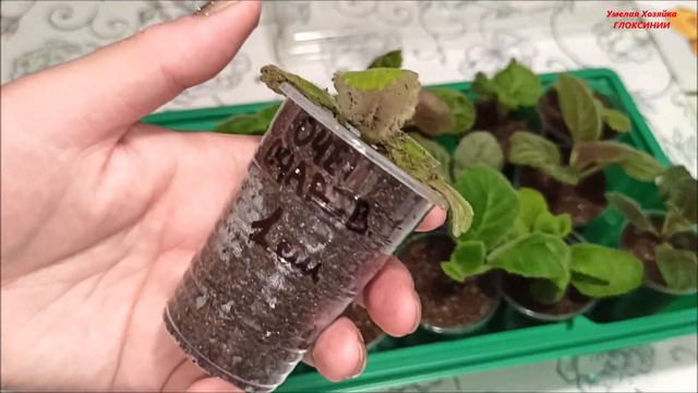 КЛУБНИ 🌺 МАХРОВЫХ ГЛОКСИНИЙ ✅ часть - 3 смотреть онлайн