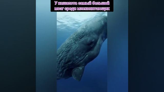 у кашалот самый большой мозг смотреть онлайн