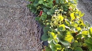 Клубника сорта Фурор, фитофтороз и соседи!(