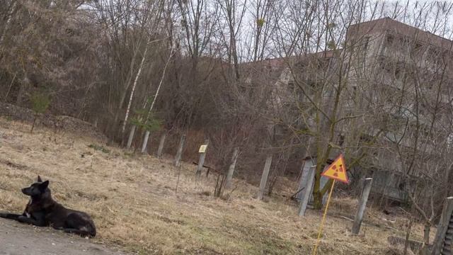 Животные мутанты Чернобыля - шокирующие кадры мутаций после аварии на ЧАЭС