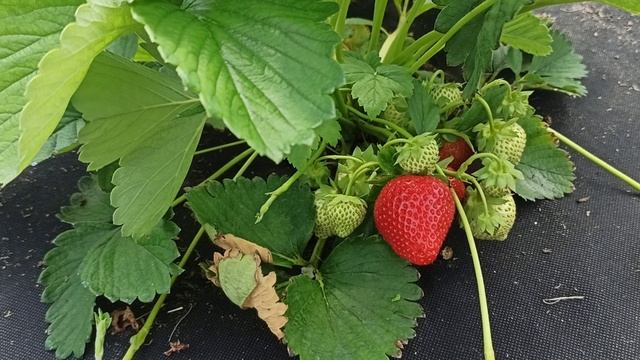 Земляника КСД Лималексия радует вкусом и урожайностью! Омск, 18.06.2023г. смотреть онлайн