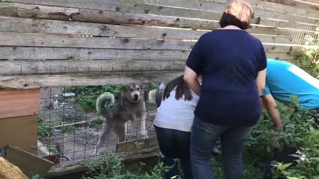 Чинук и его родственники смотреть онлайн
