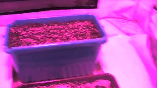 Led grow light 120w (Светодиодная лампа для растений 120 ватт) смотреть онлайн