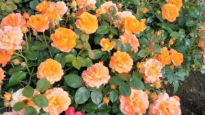 Роза Монинг Сан