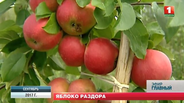 Урожай яблок: куда деть излишки? Главный эфир смотреть онлайн