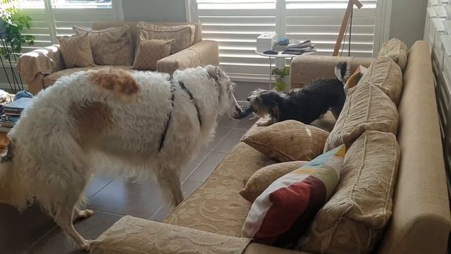 Borzoi Dog - Little Dog - Tug Of War