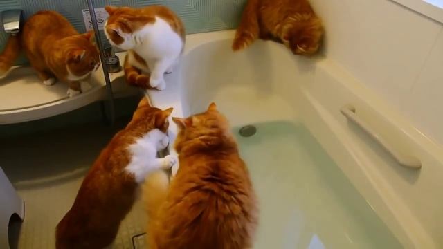 Коты на рыбалке) смотреть онлайн