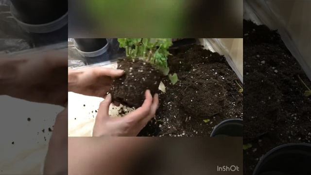 Обрезка корневой у пеларгоний наполовину,слабонервным не смотреть;) смотреть онлайн