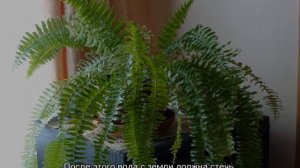 Комнатный папоротник — виды для выращивания дома