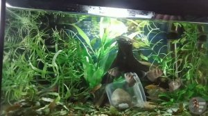 Ловушка для сомов Ловим без сачка в аквариуме с растениями