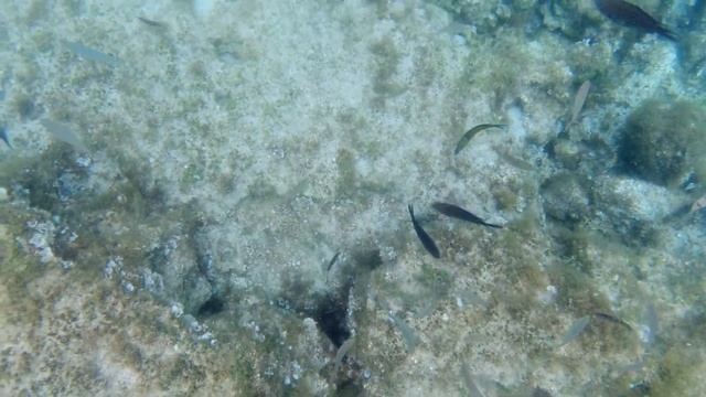 CYPRUS UNDERWATER. Подводният свят около Агия Напа, Кипър смотреть онлайн