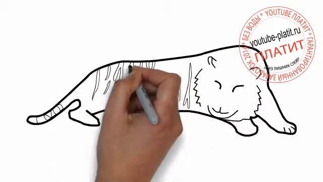 Как нарисовать спящего взрослого тигра смотреть онлайн