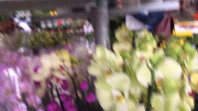 Шикарный завоз орхидей JMP в Оби 6 июня 2019 г Чармер, Майя, Мэйджик Арт .... смотреть онлайн