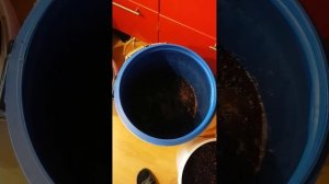 Приготовление вина из винограда Каберне Совиньон. Часть 1