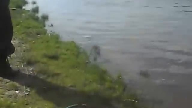 Рыбалка на КРХ "Белая дача" 5 часть!!! смотреть онлайн