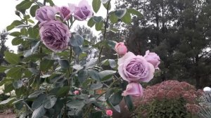 ✿➽ Цветение плетистой розы Квиксильвер ( первогодка) летом 2023 (часть 1)