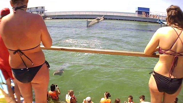 Куба, Варадеро. Дельфин резвится. смотреть онлайн