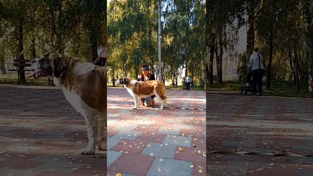 Ладушка 8 мес. Готовится к дебюту и первой своей выставке. смотреть онлайн