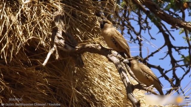 15 Самых Удивительных Гнезд В Животном Мире! смотреть онлайн