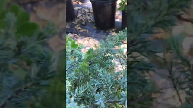 Juniperus conferta смотреть онлайн