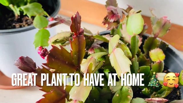 Christmas Cactus //Growing and Caring low maintenance houseplant best gift in Christmas holiday 🎁🎄 смотреть онлайн