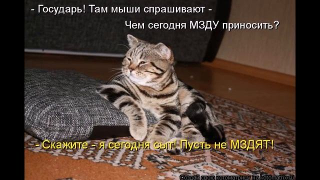 Смешные картинки про кошек и котят Выпуск № 5 FUNNY CATS СМЕШНЫЕ КОШКИ смотреть онлайн
