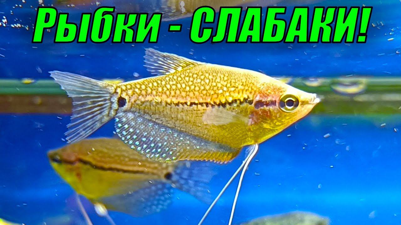 Новые рыбки оказались СЛАБАКАМИ! смотреть онлайн