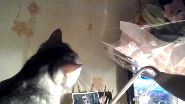 Кот и букет 2 смотреть онлайн