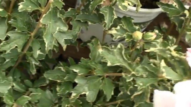 7 Sugar Tip Hibiscus