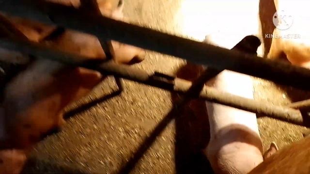 Увозим Белкиных поросят покупателю. Одна свинка осталась, раздуло ухо пришлось оперировать. смотреть онлайн