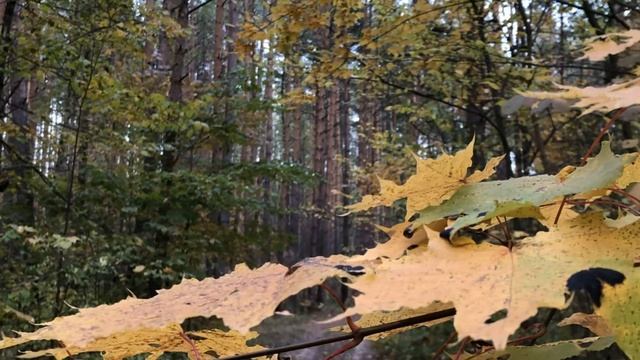 Осенний лес. Часть 3. смотреть онлайн